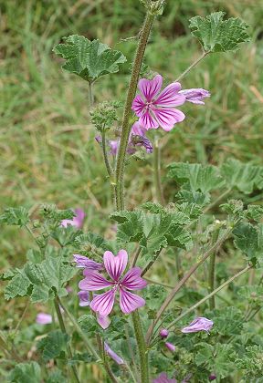 Traves (Haute-Saône), 3 juin 2007