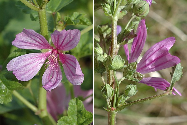 Toulouse (Haute-Garonne), 7 mars 2007 / Rochefourchat (Dr�me), 22 ao�t 2006