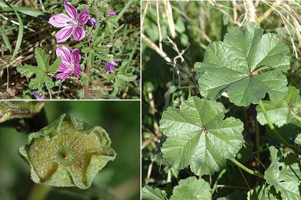 Rochefourchat (Dr�me), 22 ao�t 2006 / Marseille (Bouches-du-Rh�ne), 2 octobre 2005