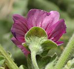 Lavatère arborescente