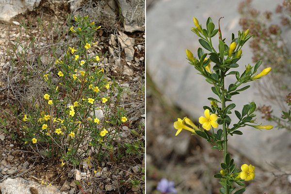 Massif d'Allauch (Bouches-du-Rh�ne), 28 avril 2008