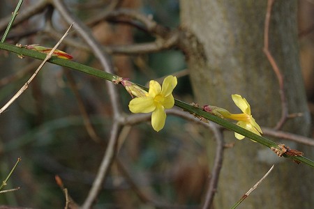 Montenois (Doubs), 18 f�vrier 2007