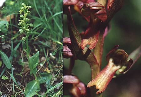 Saint-Laurent en Grandvaux (Jura), juin 1997 / Vers le col d'Urine, Queyras (Hautes-Alpes), 11 juillet 2001