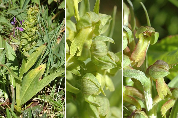 Puy de D�me (Puy-de-D�me), 23 juin 2006