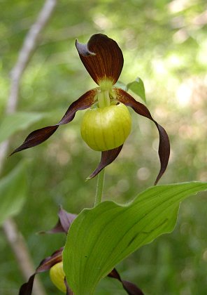 Environs de Dijon (C�te d'Or), juin 2005 (Photo : Jean-Claude Benhamou)