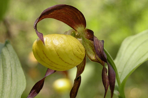 Environs de Dijon (C�te d'Or), juin 2005 (Photo : Jean-Claude Benhamou)