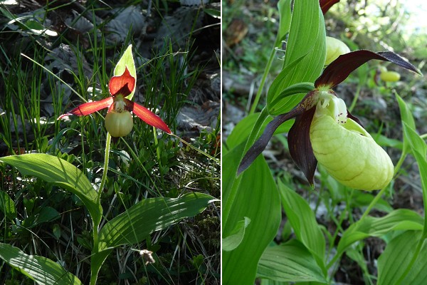 Valloire (Savoie), 14 juin 2012