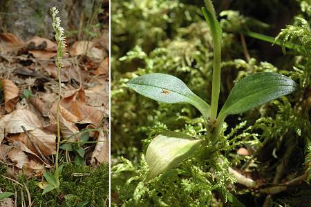 Mens, vers Le Ch�tel (38), 25 juillet 2011