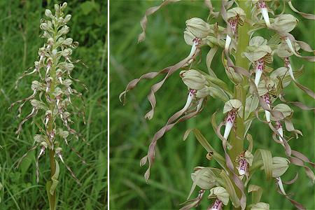 Noroy-le-Bourg (Haute-Sa�ne), 21 mai 2005