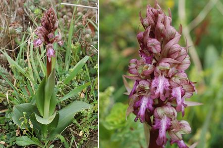 Les Goudes, Marseille (Bouches-du-Rh�ne), 26 f�vrier 2006