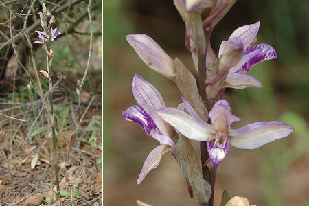 Gigaro (Var), 28 avril 2006