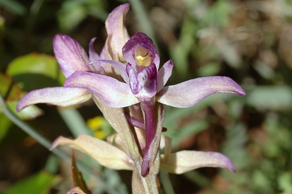 Cavalaire (Var), 29 avril 2006