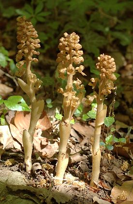 Courchaton (Haute-Sa�ne), 7 mai 2009