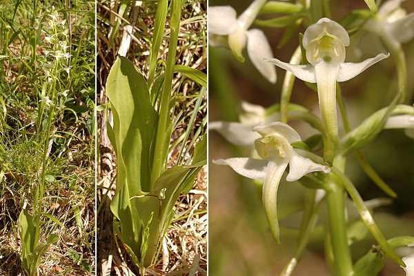 Chatelard (Doubs), 19 juin 2005