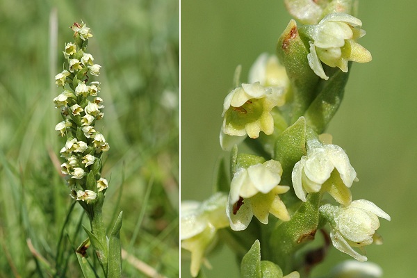 Puy de D�me (Puy-de-D�me), 23 juin 2006