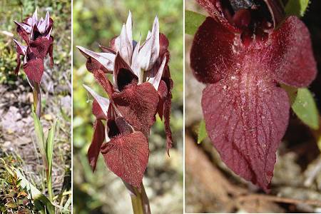 Suartone (Corse), 24 avril 2003