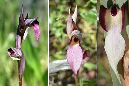 Saint-Florent (Corse), 21 avril 2004 / Suartone (Corse), 24 avril 2003