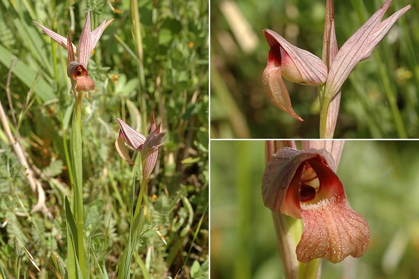 Cavalaire (Var), 29 avril 2006