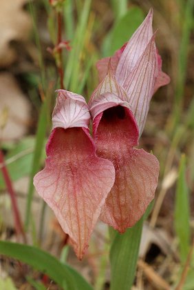 Plaine des Maures (Var), 30 avril 2006