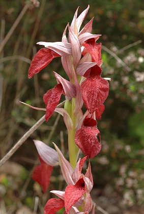 Plaine des Maures (Var), 30 avril 2006