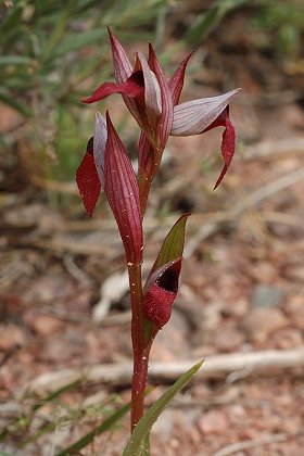 Plaine des Maures (Var), 30 avril 2006