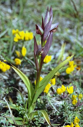Bonifacio (Corse), 20 avril 2004