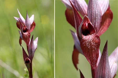 Sepx (Haute-Garonne), 30 mai 2016 (photo : Mireille Joseph)