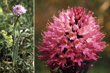 Alpes / Les Mortes (Doubs), 11 juillet 1991