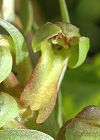 Orchis grenouille