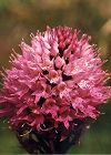 Orchis globuleux