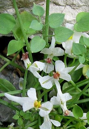 Villefranche-de-Conflent (Pyrénées-Orientales), 9 jiin 2009