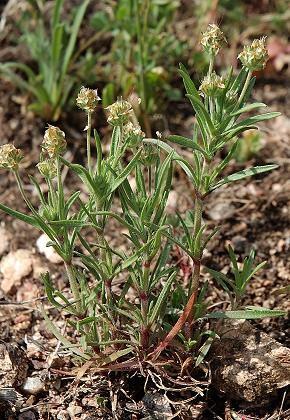 Saint-Antoine (Corse), 14 avril 2005
