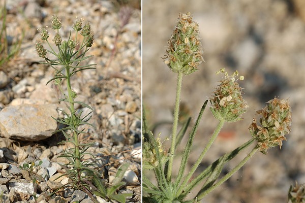 L'Estaque, Marseille (Bouches-du-Rh�ne), 27 avril 2007