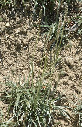 Montady (Hérault), 5 mai 2009