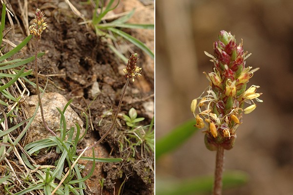 Du col des Montets vers le lac Blanc (Haute-Savoie), 6 juillet 2007