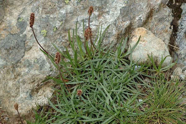 Du col des Montets vers le lac Blanc (Haute-Savoie), 6 juillet 2007