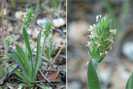 Saint-Antoine (Corse), 14 avril 2005