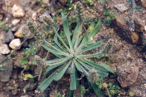 Tizzano (Corse), 30 avril 1995