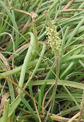 Torreilles (Pyrénées-Orientales), 5 juillet 2006
