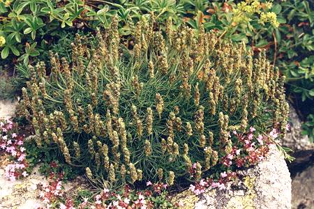 Vers le col d'Ouillat (Pyrénées-Orientales), 14 juillet 1995