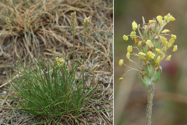 Col du Mas de l'Ayre (Gard), 6 juillet 2011