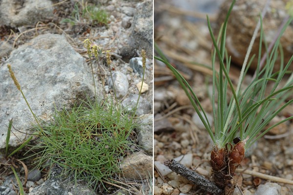 Col du Mas de l'Ayre (Gard), 6 juillet 2011