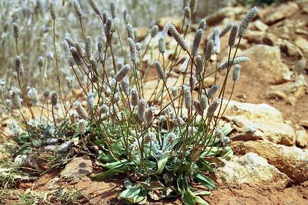 Cassis, route des crêtes (Bouches-du-Rhône), 9 juin 2004