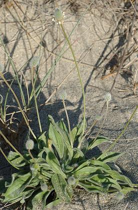 Le Canet (Pyrénées-Orientales), 25 avril 2006