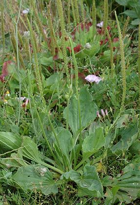 Montenois (Doubs), 2 juillet 2005
