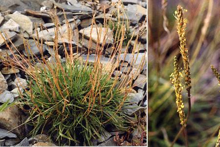 Fanad Peninsula (Irlande), 9 août 1992 