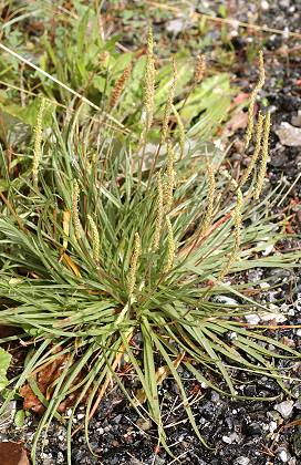 Estenc (Alpes-Maritimes), 29 août 1991