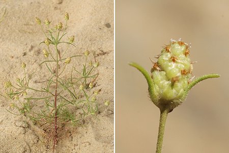 Leon (Landes), 14 juillet 2008