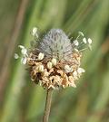 Plantain pied de lièvre