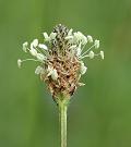 Plantain à feuilles lancéolées